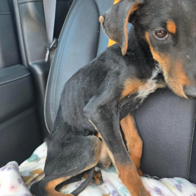 A young medium-sized male Black Doberman Pinscher dog named Dobby for adoption in Holton, KS