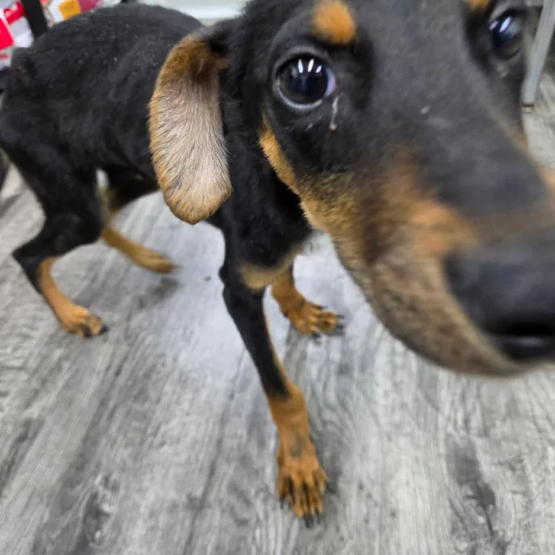 Dobby thumbnail 5