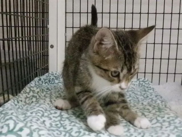 A baby small-sized male Domestic Short Hair cat named Comet for adoption in Oroville, CA