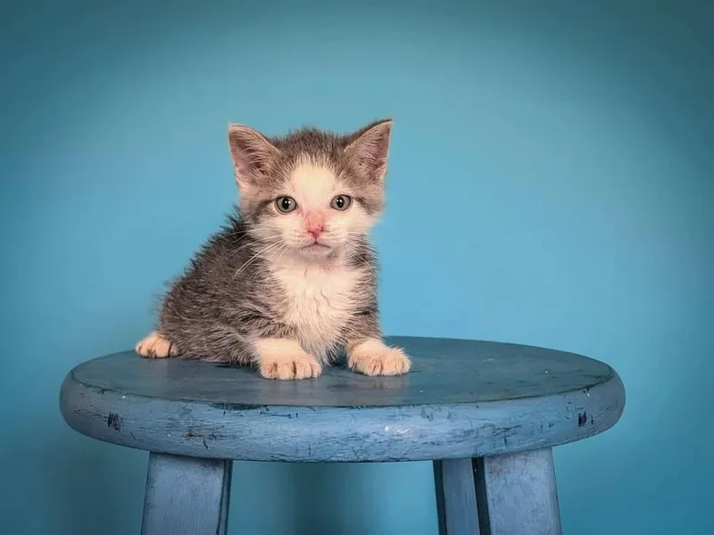 A baby small-sized male Gray & White Domestic Long Hair cat named Kai for adoption in Davison, MI