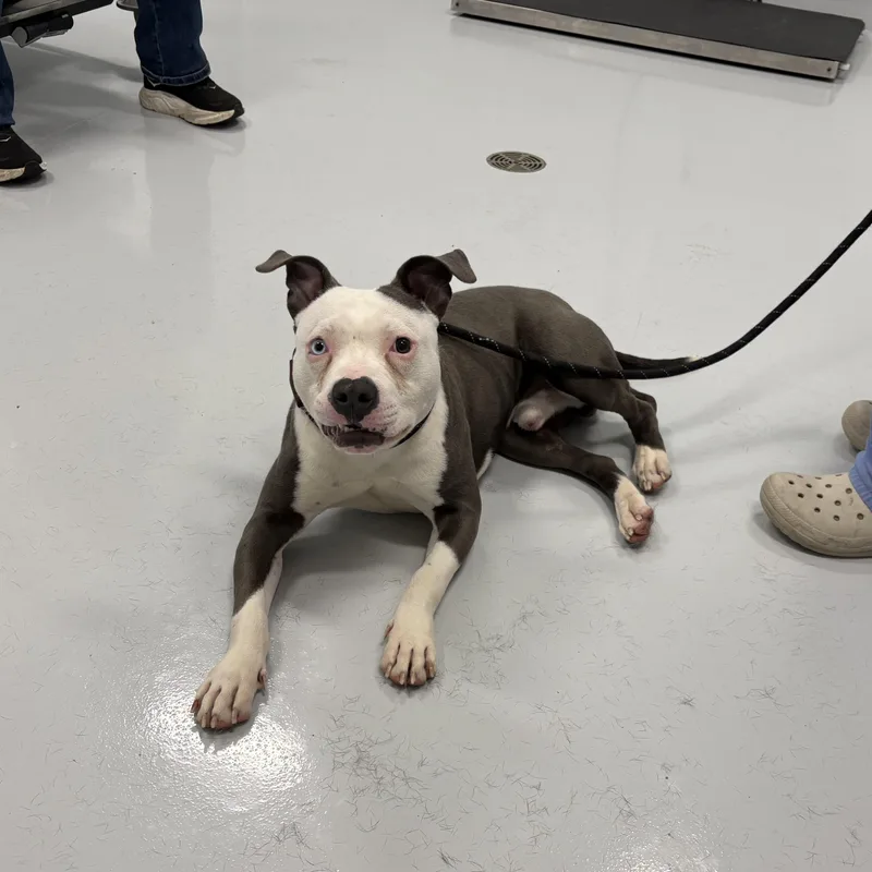 An adult medium-sized male Gray / Blue / Silver Pit Bull Terrier dog named Chad for adoption in Kankakee, IL