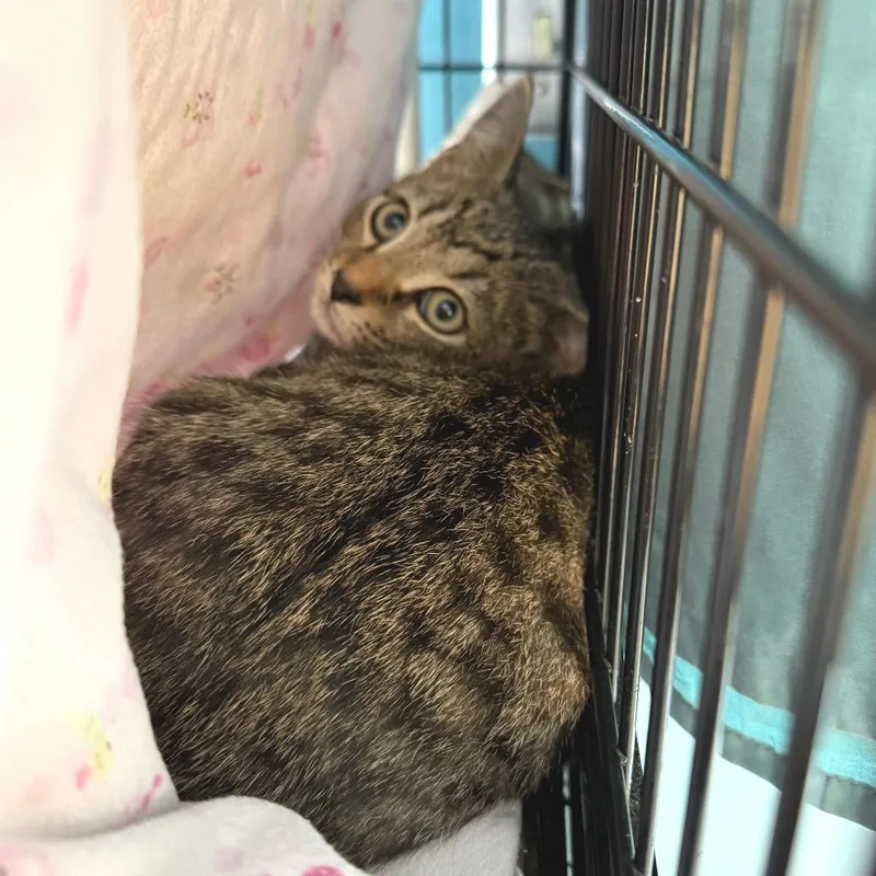 A baby small-sized male Brown / Chocolate Domestic Short Hair cat named Greylock for adoption in Morrisville, VT