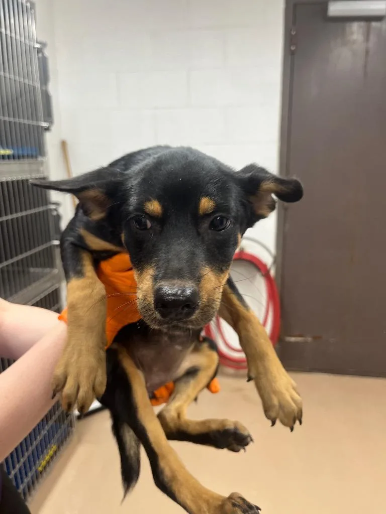 A baby medium-sized female Australian Cattle Dog / Blue Heeler dog named Zap for adoption in Nacogdoches, TX