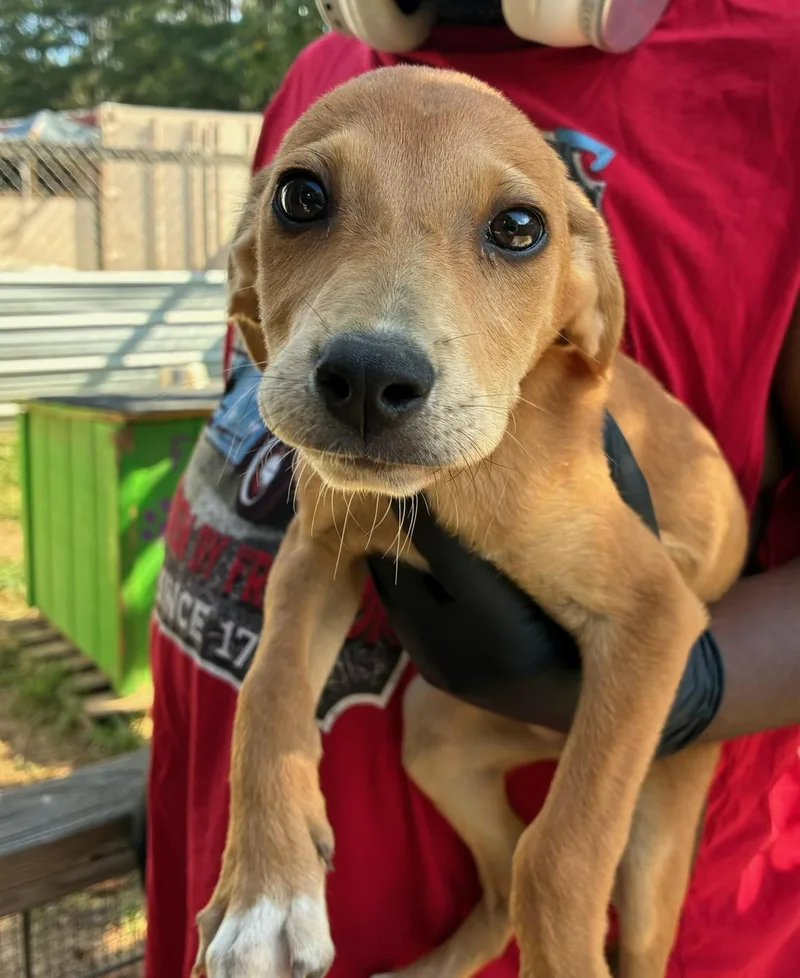 A baby medium-sized male Brown / Chocolate Hound dog named Gideon for adoption in Southampton, PA