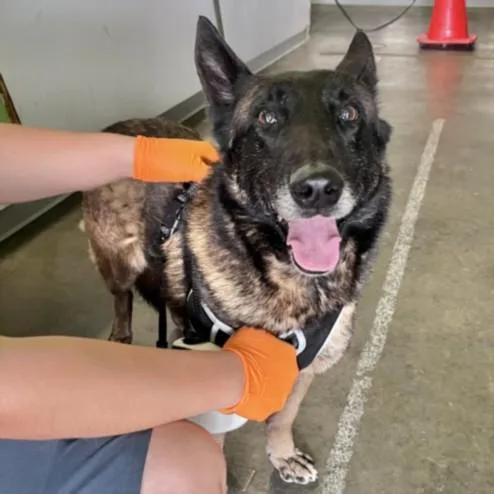 An adult medium-sized male Belgian Shepherd / Malinois dog named Franco for adoption in Los Angeles, CA