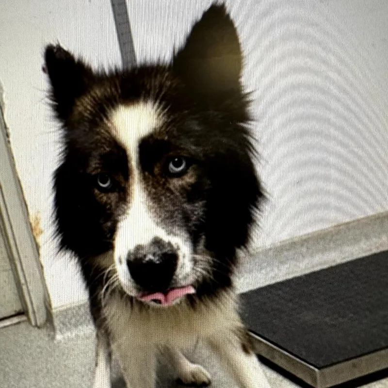 A baby large-sized female Tricolor (Brown, Black, & White) Siberian Husky dog named Afton for adoption in Richmond, VA
