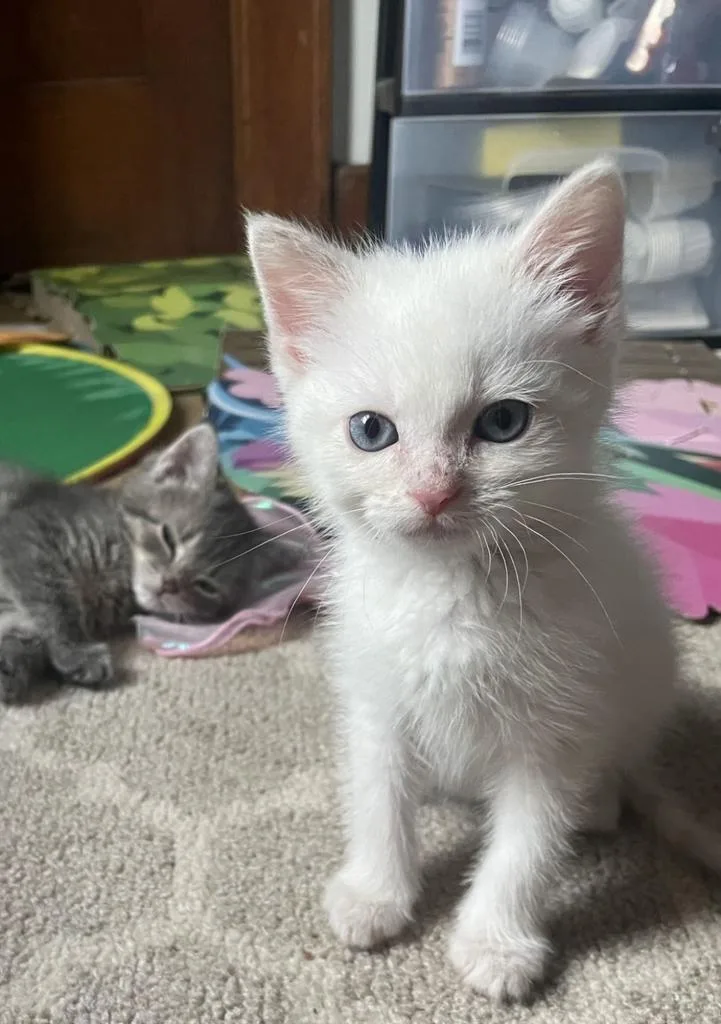 A baby medium-sized female Domestic Short Hair cat named Jessie for adoption in Athens, OH