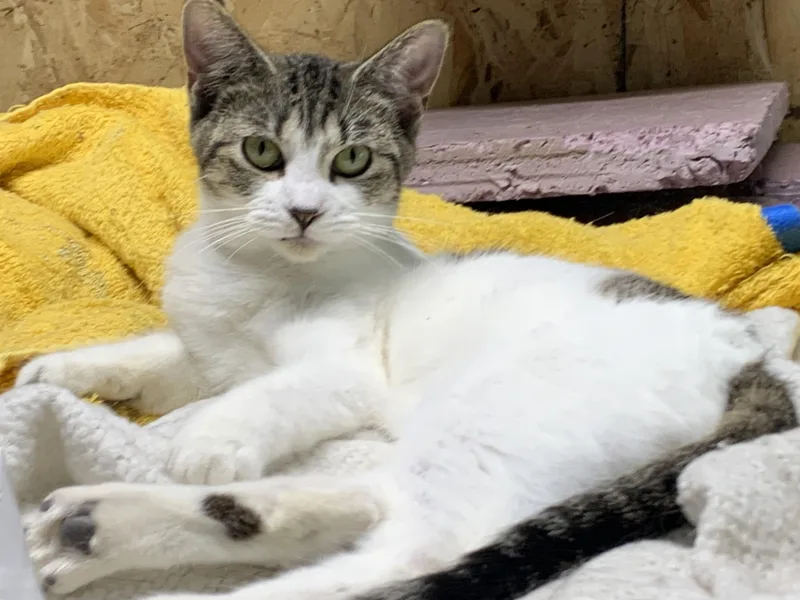 A baby medium-sized female Gray & White Domestic Short Hair cat named Winnie for adoption in Stockholm, WI