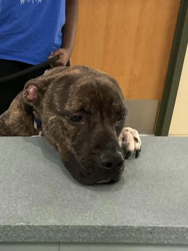 An adult large-sized male Pit Bull Terrier dog named Mylo for adoption in Virginia Beach, VA