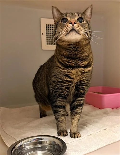 An adult medium-sized female Domestic Short Hair cat named Jeanette for adoption in Statesville, NC