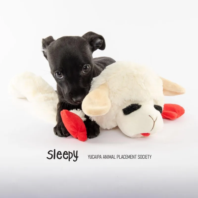A baby small-sized male Black Chihuahua dog named Sleepy for adoption in Yucaipa, CA