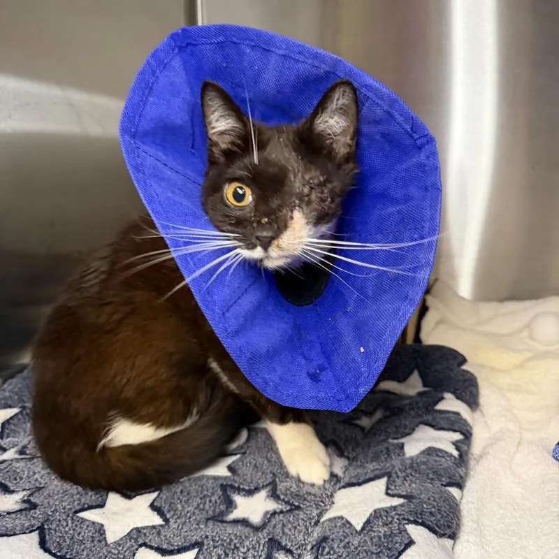 A young medium-sized male Domestic Short Hair cat named Beckenbauer for adoption in Los Angeles, CA