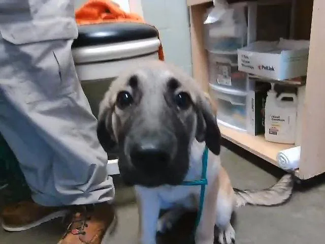 A young small-sized female Anatolian Shepherd dog named Daisey for adoption in Tulsa, OK