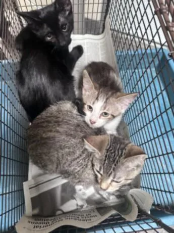 A baby small-sized female Domestic Short Hair cat named Walnut for adoption in Los Angeles, CA