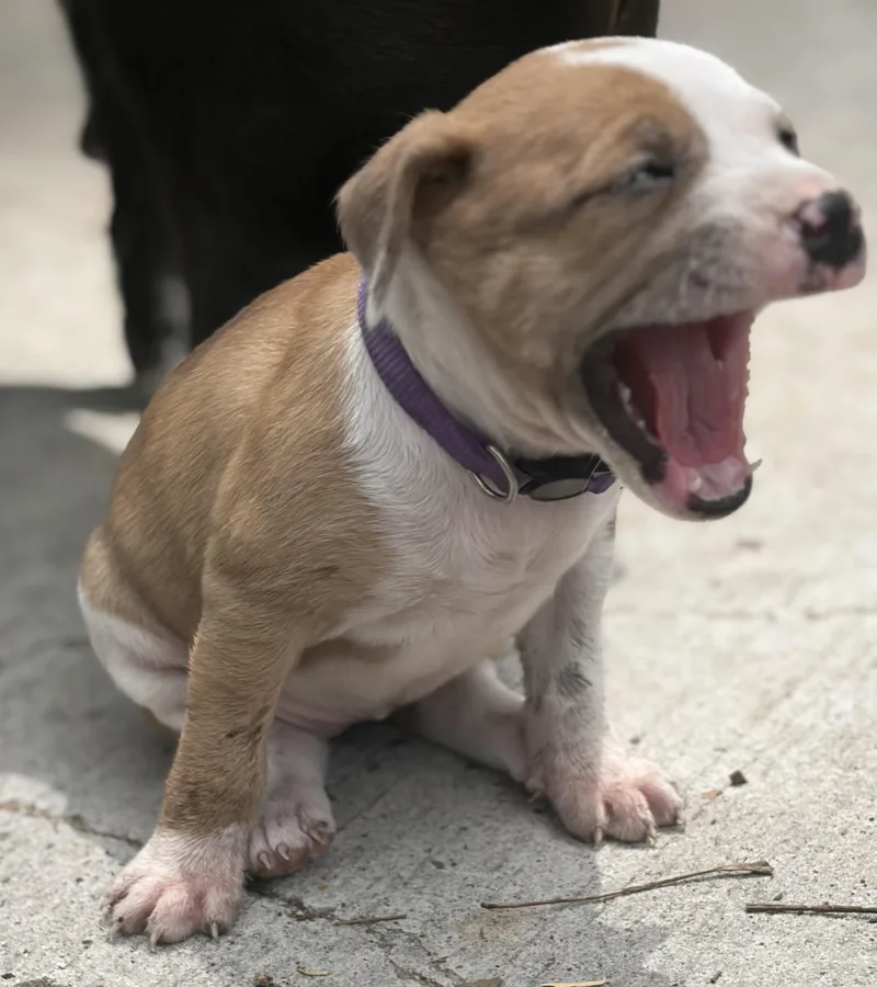 A baby medium-sized female Apricot / Beige Pit Bull Terrier dog named Dallas for adoption in Mansfield, TX