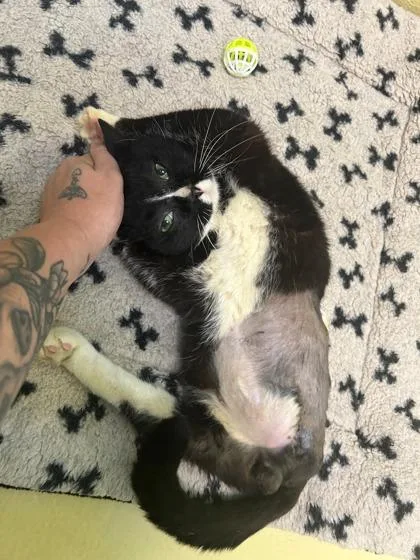 Noodles  `a Priority thumbnail 2