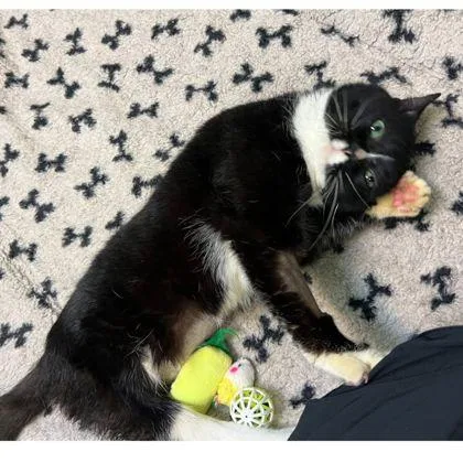 Noodles  `a Priority thumbnail 3