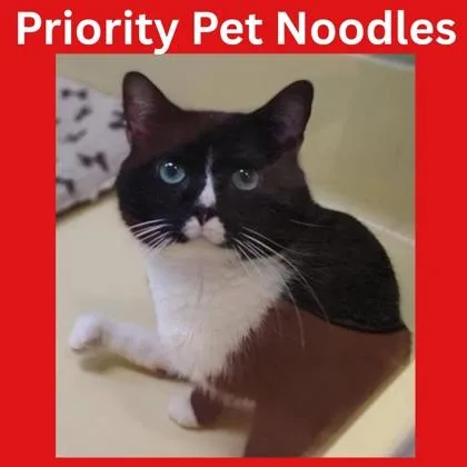 Noodles  `a Priority