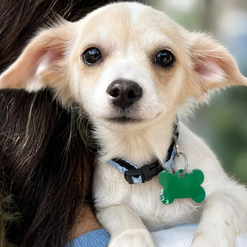 A baby small-sized male White / Cream Chihuahua dog named Scoop for adoption in Boerne, TX