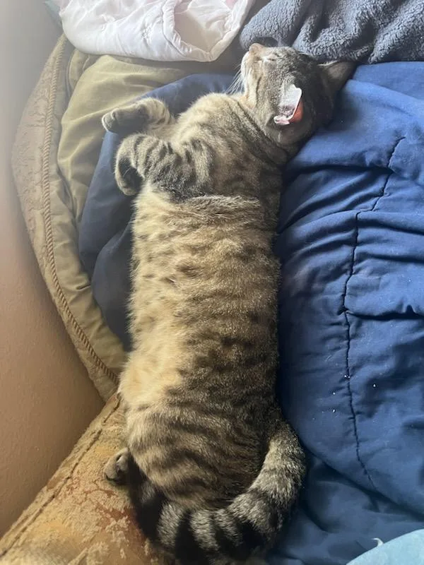 Wednesday And Bandit thumbnail 2