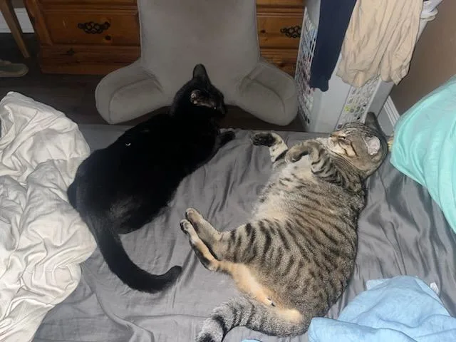 Wednesday And Bandit thumbnail 3