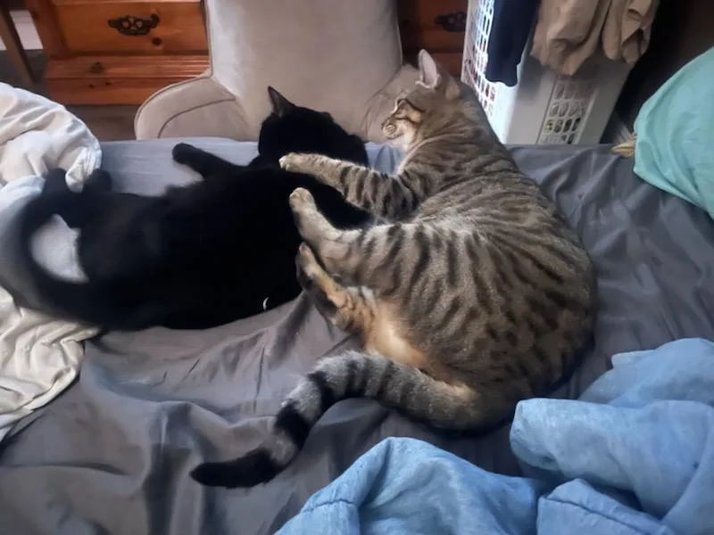 Wednesday And Bandit