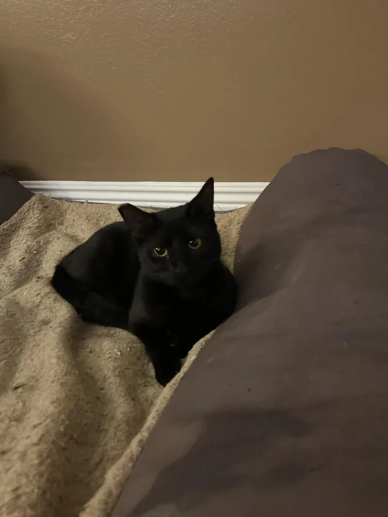 Wednesday And Bandit thumbnail 4