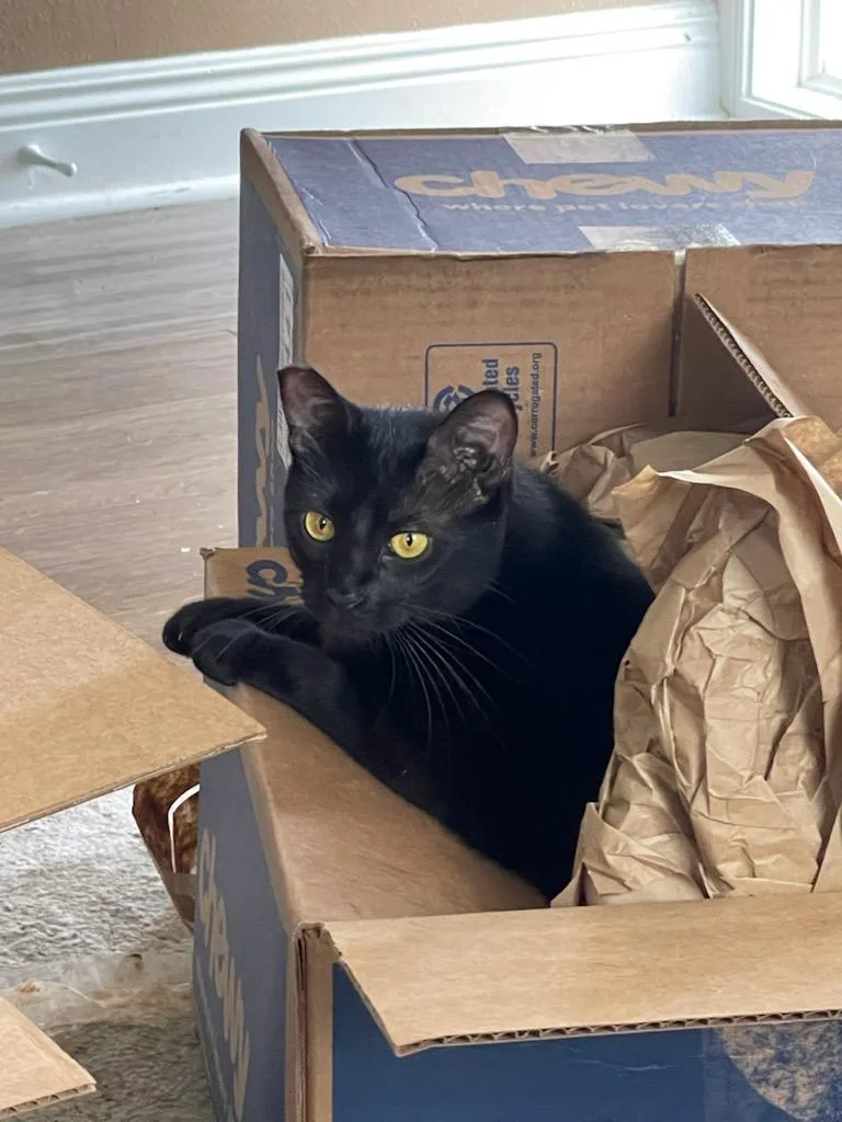 Wednesday And Bandit thumbnail 6