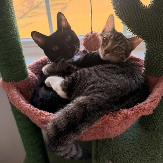Babou & Toof
