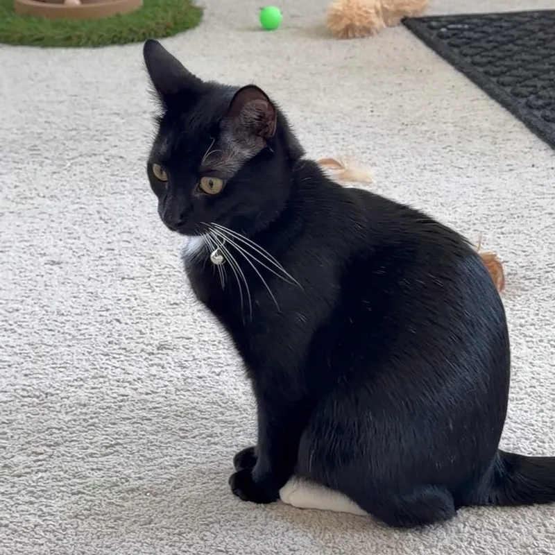 Babou & Toof thumbnail 2