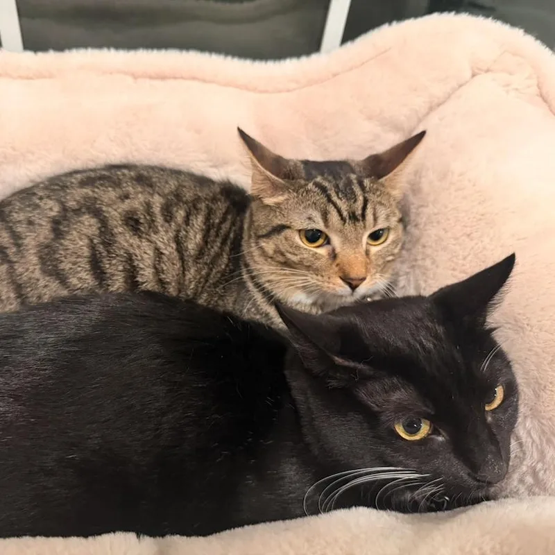 Babou & Toof thumbnail 3