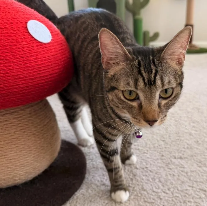 Babou & Toof thumbnail 4