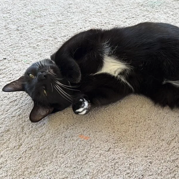 Babou & Toof thumbnail 6