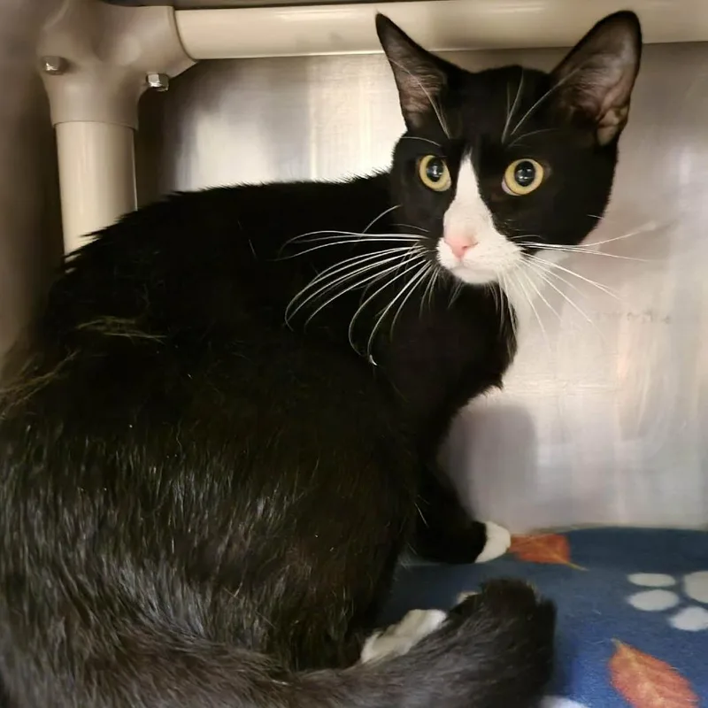 Chowder thumbnail 3