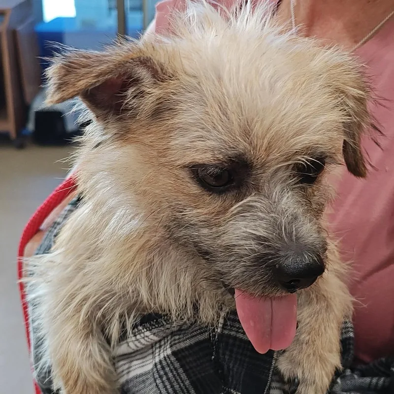 An adult small-sized male Yellow / Tan / Blond / Fawn Terrier dog named IEPAStray for adoption in Upland, CA