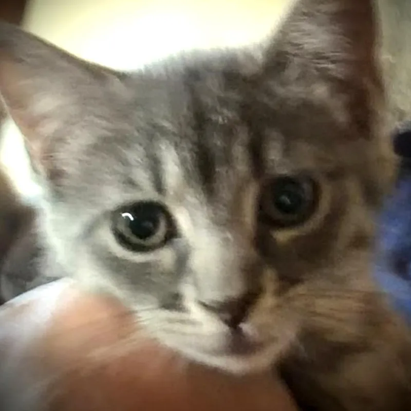 Annie thumbnail 3