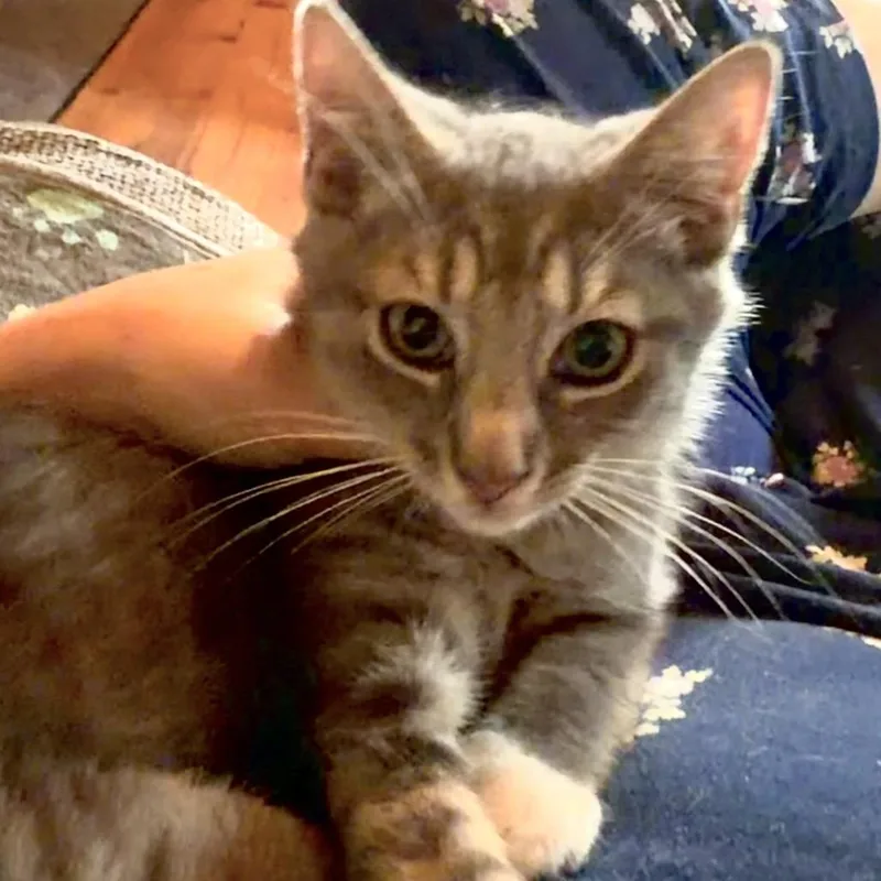 Annie thumbnail 4