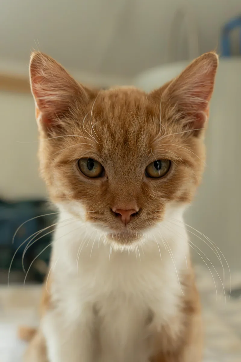 A young medium-sized male Orange & White Domestic Short Hair cat named Rufus for adoption in Owensboro, KY