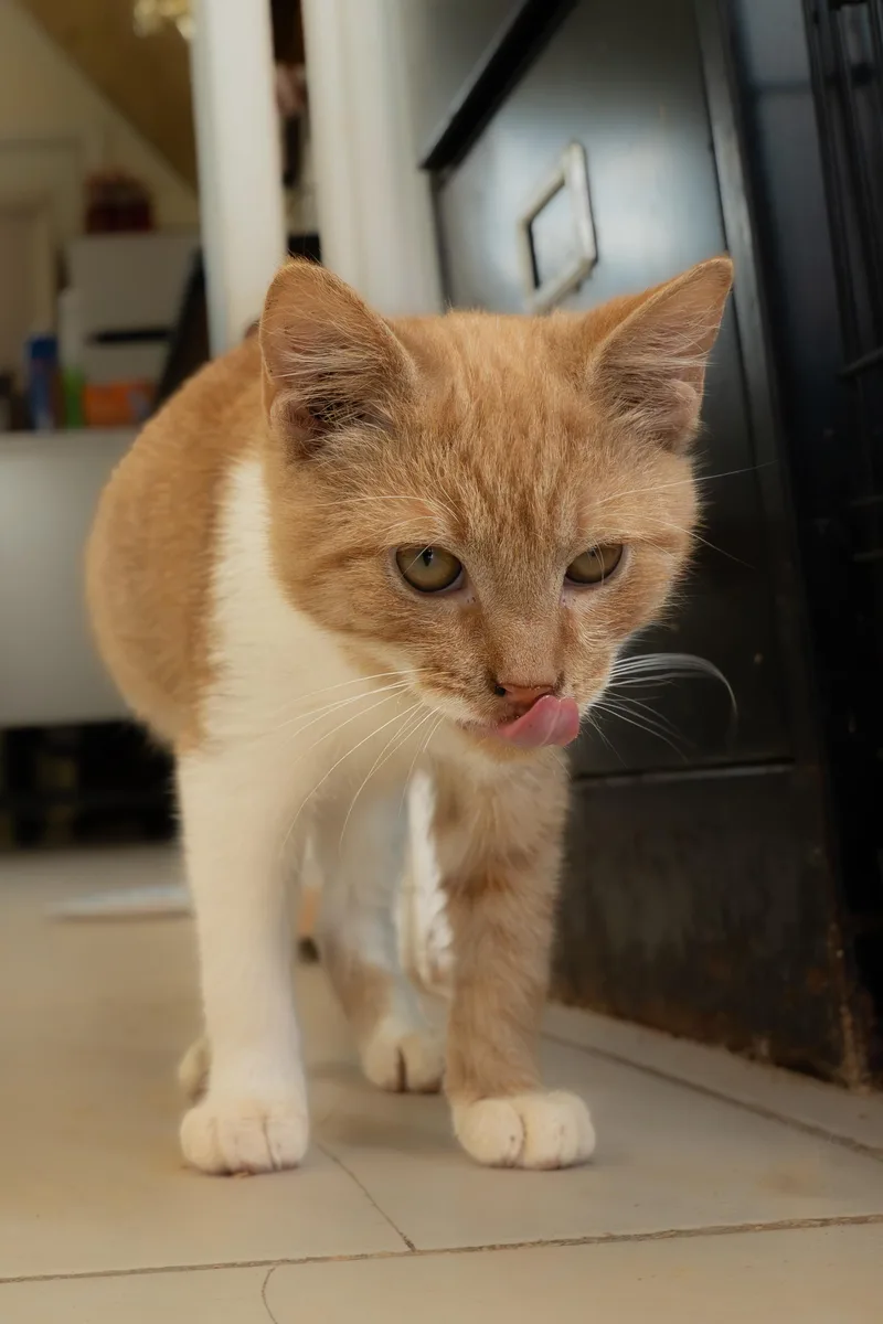 Rufus thumbnail 2
