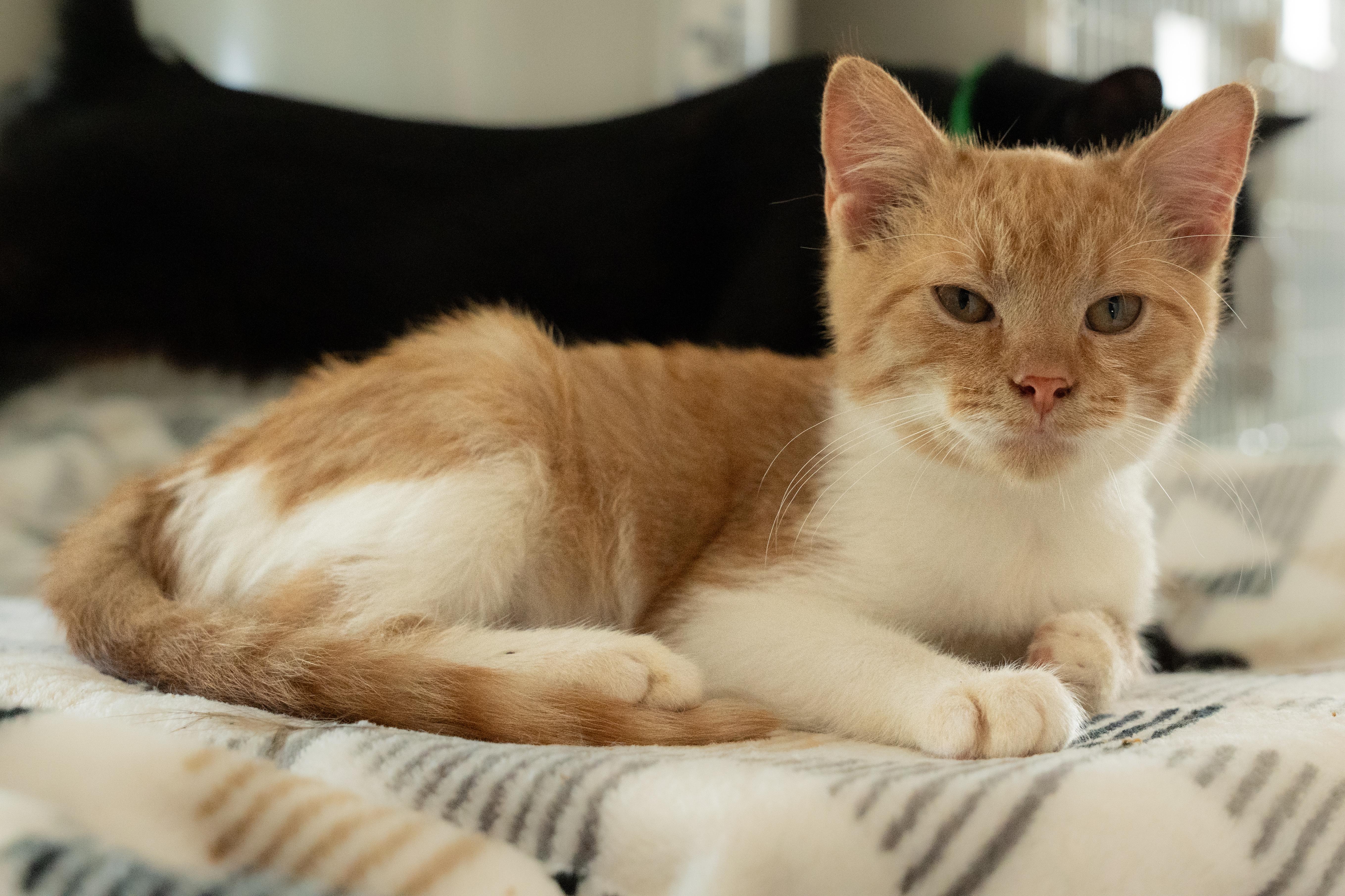 Rufus thumbnail 3
