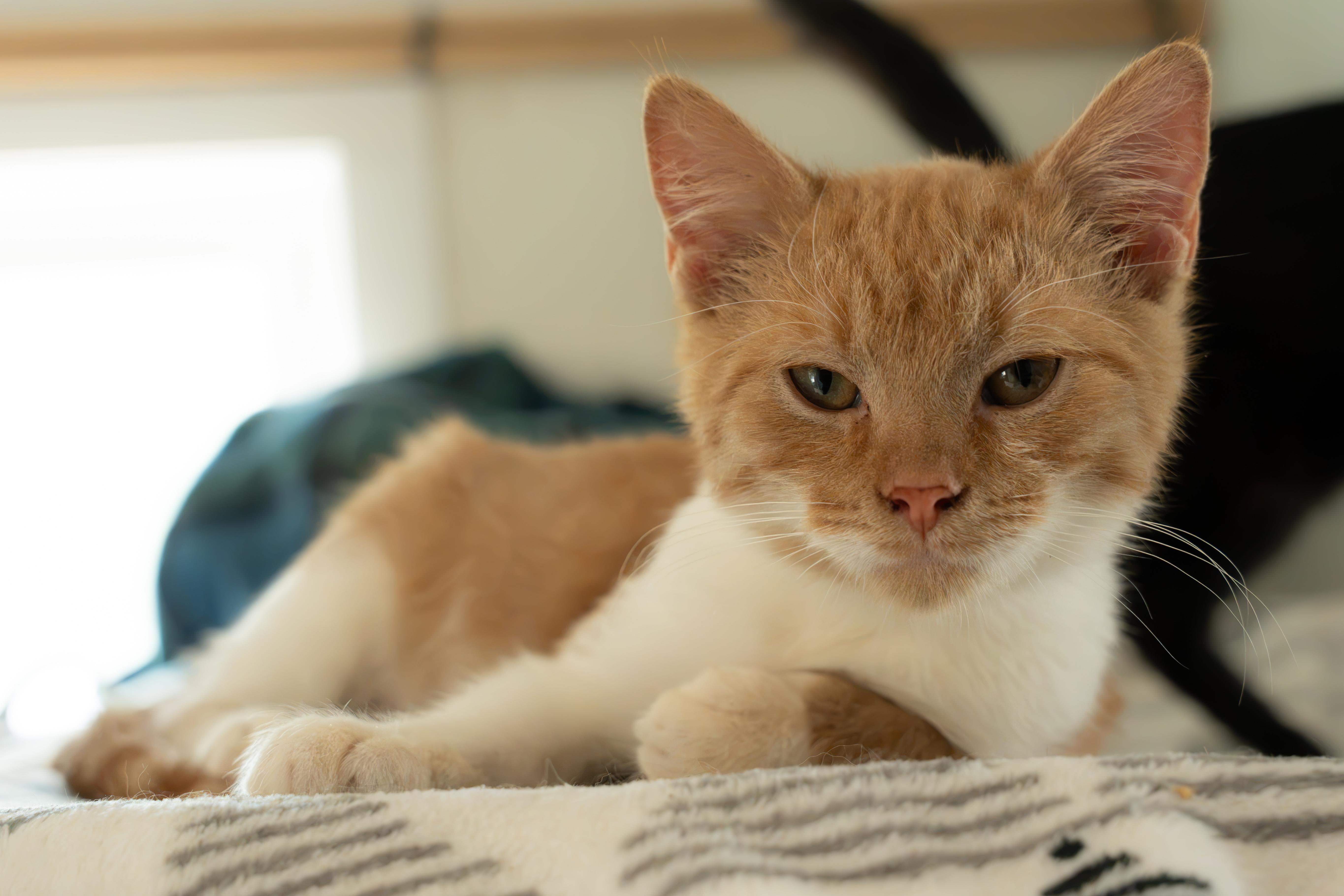 Rufus thumbnail 5