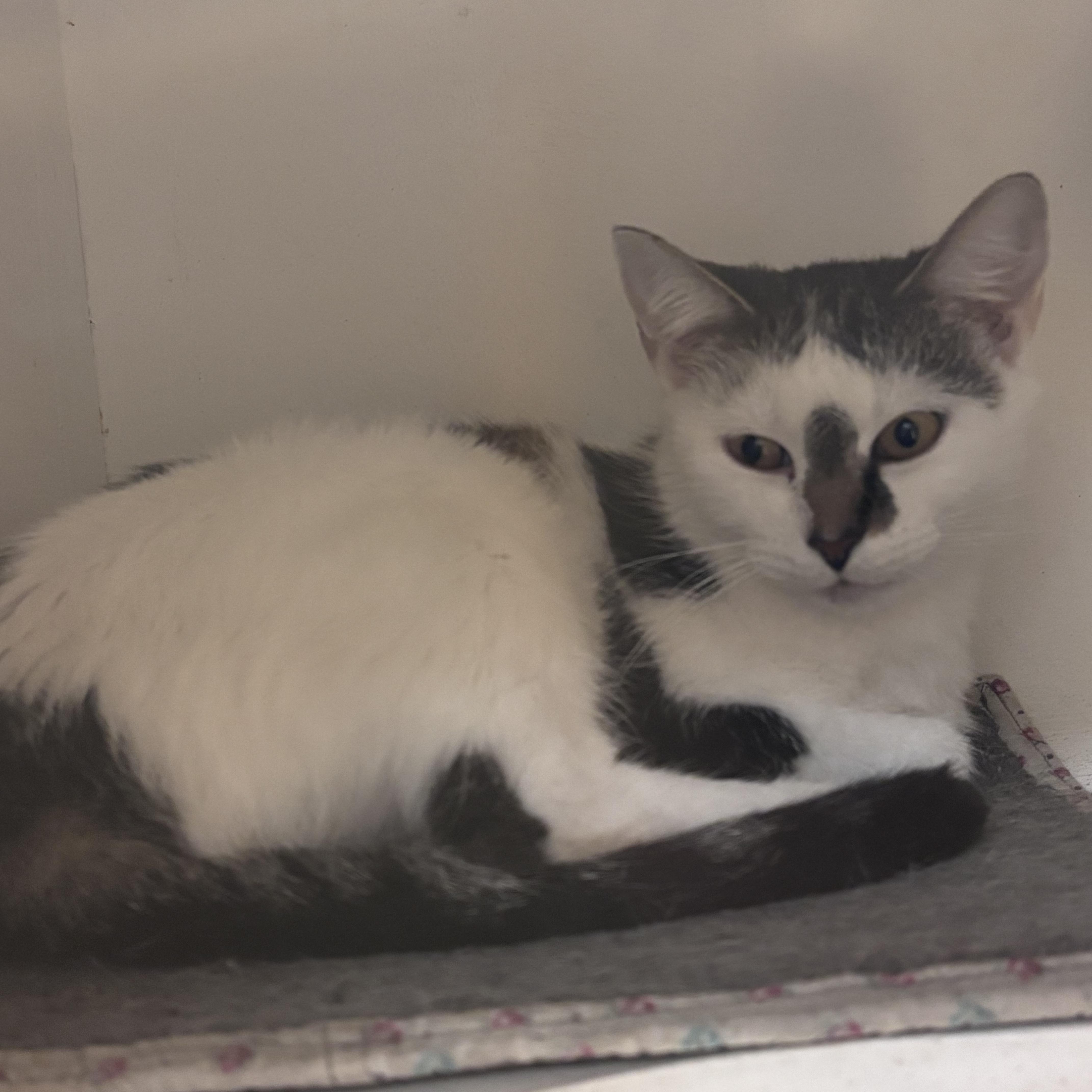 An adult medium-sized female Domestic Short Hair cat named Izzy for adoption in New Castle, IN