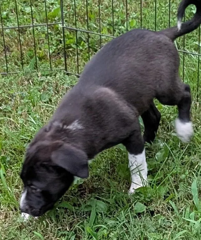 A baby medium-sized male Black Labrador Retriever dog named Dallas for adoption in Watertown, CT
