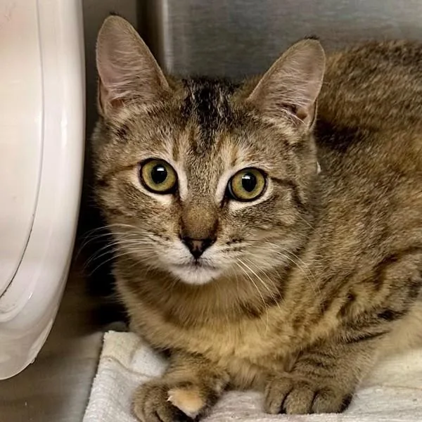A young small-sized female Domestic Short Hair cat named Raspberry Beret for adoption in Walnut Creek, CA