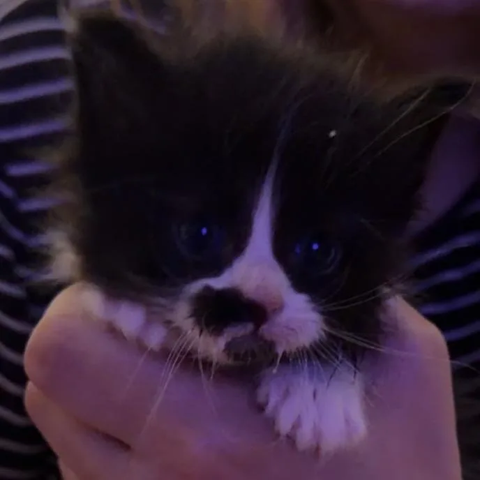A baby small-sized female Black Domestic Short Hair cat named Raptor for adoption in Grantsville, UT