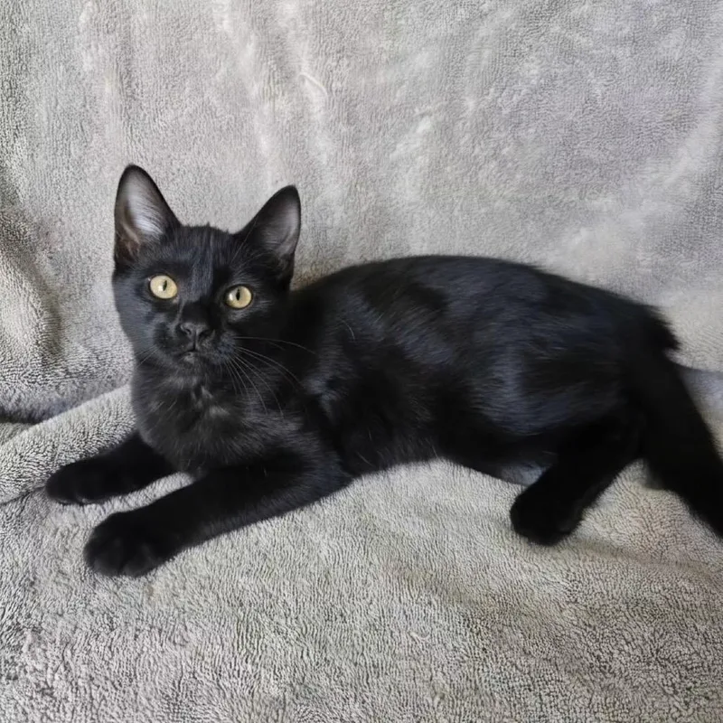 A baby small-sized female Black Domestic Short Hair cat named Charlotte Pickles for adoption in Union, MO