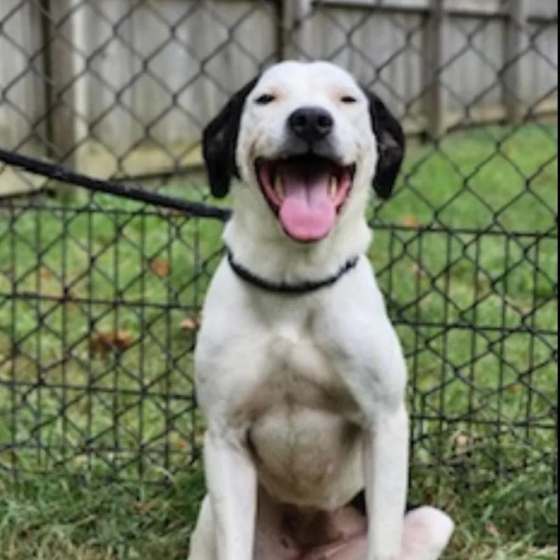 An adult medium-sized female Black Labrador Retriever dog named Charlotte for adoption in CUMMING, GA