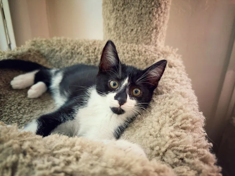 Samir Rami Or Jad thumbnail 2