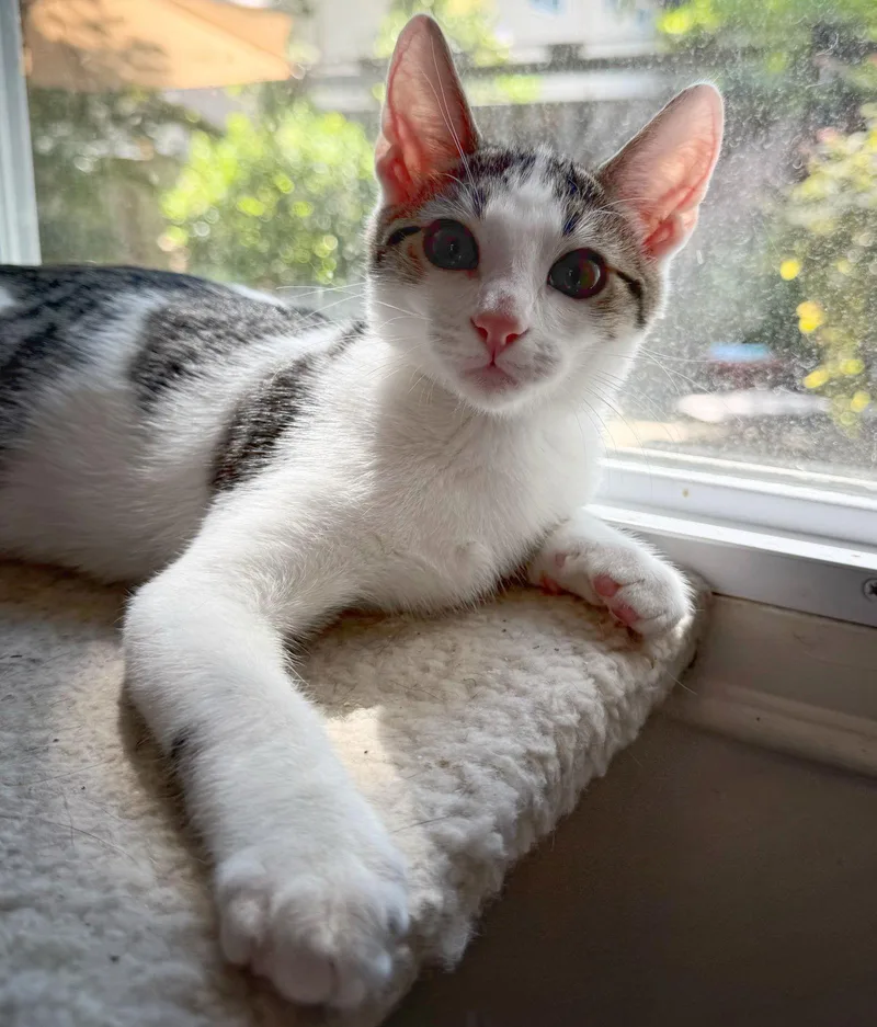 Samir Rami Or Jad thumbnail 3