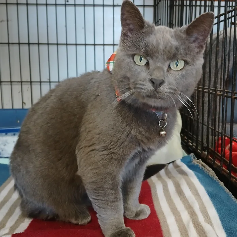An adult medium-sized female Gray / Blue / Silver Domestic Short Hair cat named Dolly for adoption in Germansville, PA